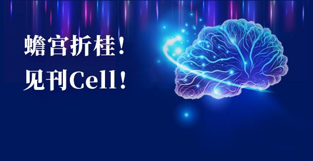 Cell项目文章 | 中国科学家解码人脑多区域时空发育奥秘！